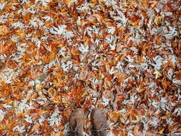 Herbstblätter auf dem Boden und ein Paar braune Lederschuhe.
